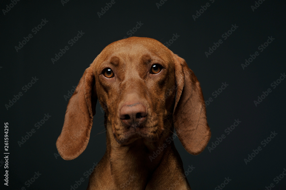 Portrait of an adorable magyar vizsla looking curiously at the camera