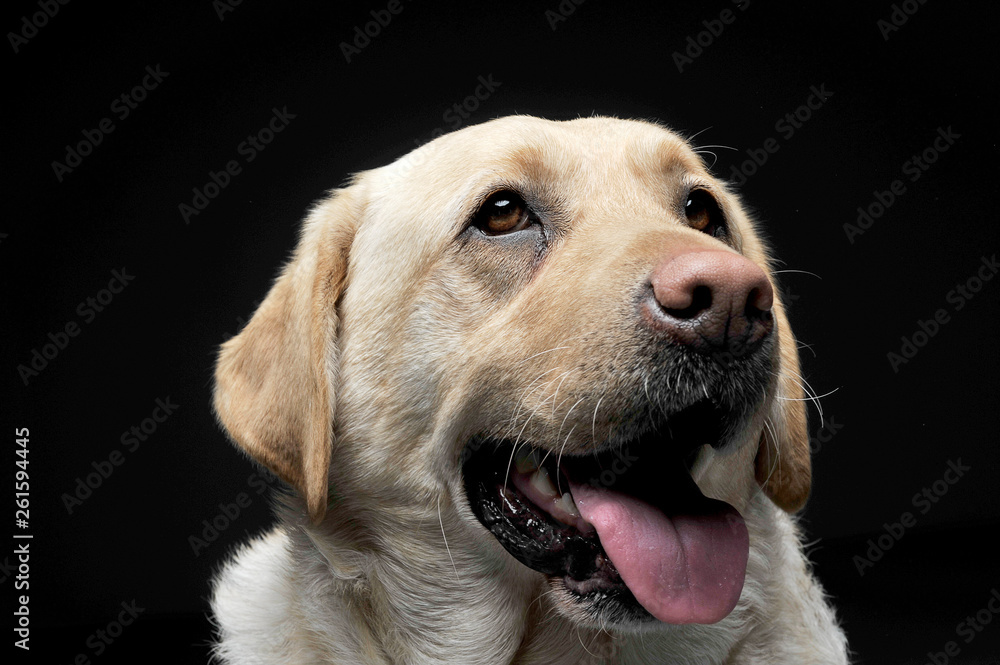 Portrait of an adorable Labrador retriever looking satisfied Portrait of an adorable Labrador retriever looking satisfied