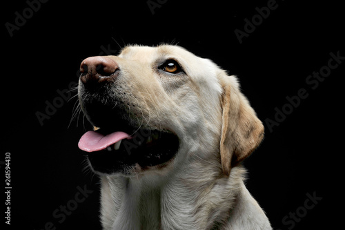 Portrait of an adorable Labrador retriever looking up curiously © kisscsanad
