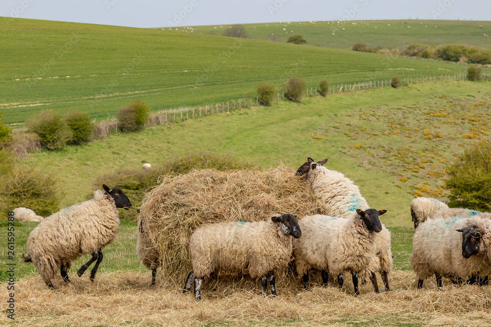 Fototapeta premium Sheep feeding on hay in the South Downs in Sussex, on a spring day