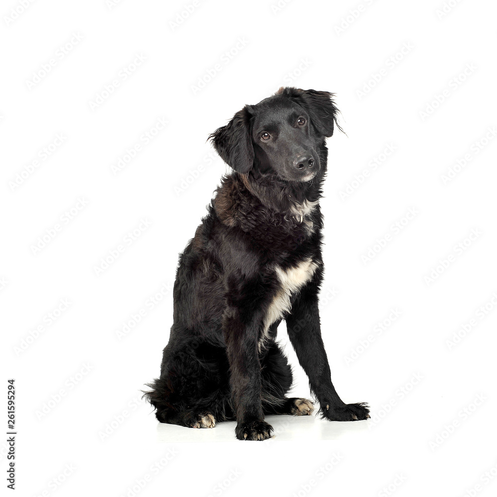 An adorable mixed breed dog looking curiously at the camera An adorable mixed breed dog looking curiously at the camera