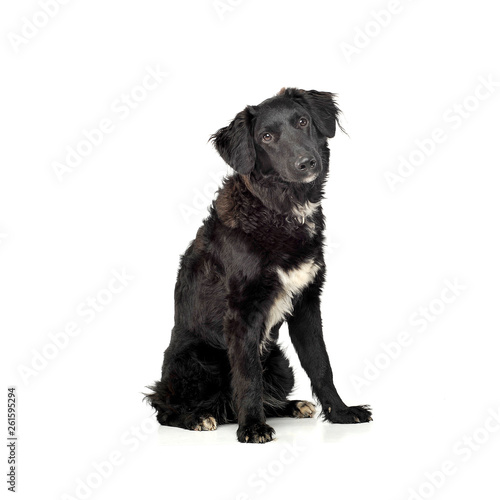 An adorable mixed breed dog looking curiously at the camera