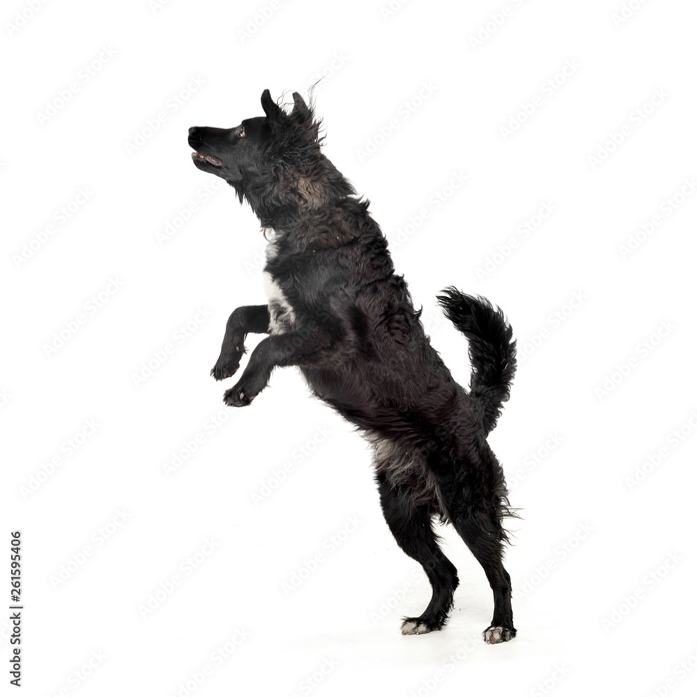Studio shot of an adorable mixed breed dog standing on hind legs Studio shot of an adorable mixed breed dog standing on hind legs