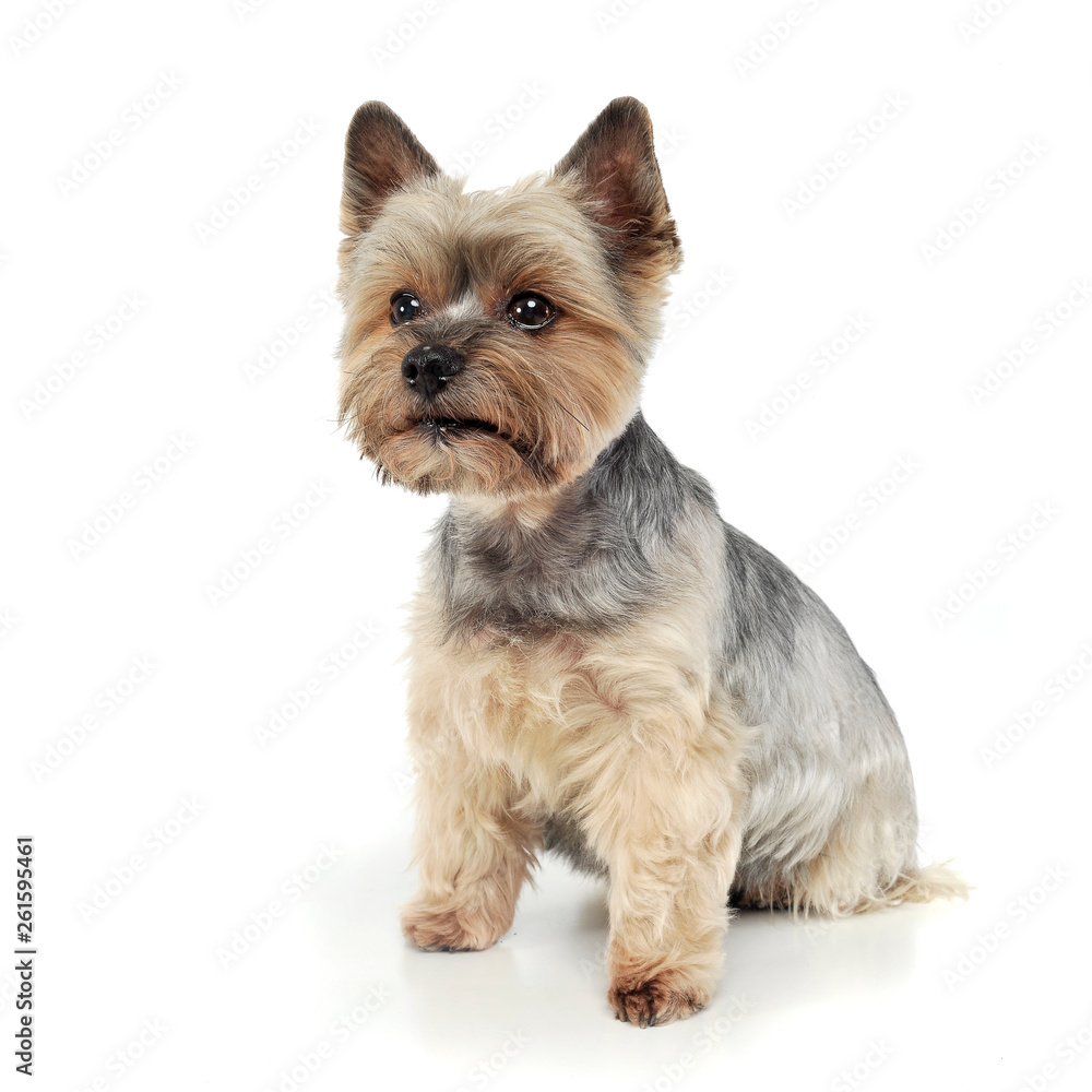 Studio shot of an adorable Yorkshire Terrier looking curiously