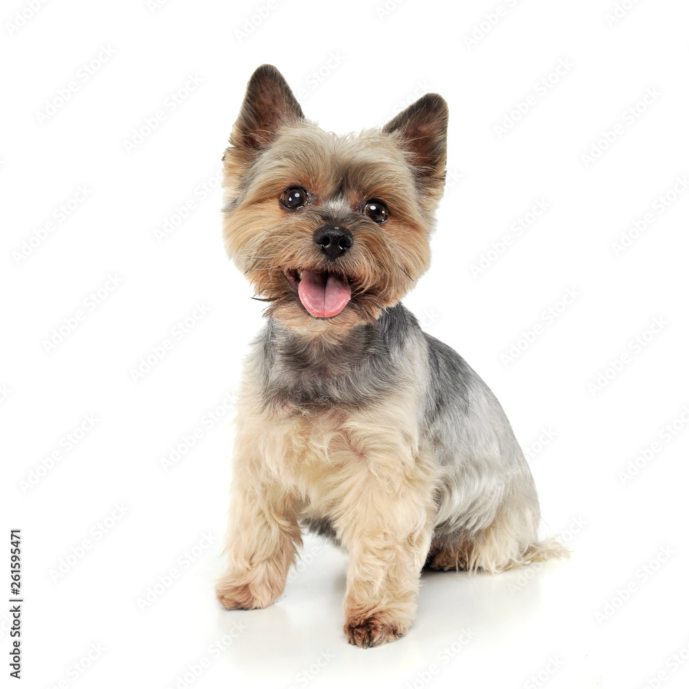 Studio shot of an adorable Yorkshire Terrier looking satisfied