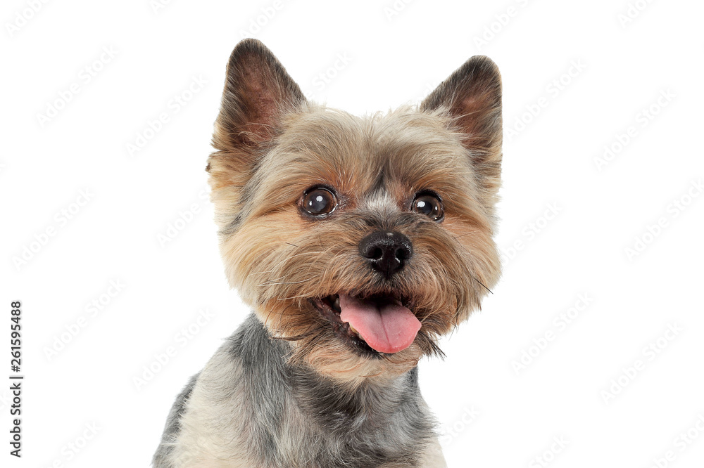 Portrait of an adorable Yorkshire Terrier looking satisfied Portrait of an adorable Yorkshire Terrier looking satisfied