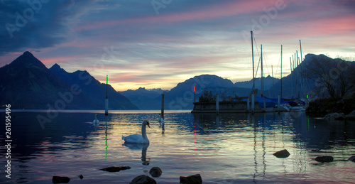 Early in the morning, the swans have the marina for themselves