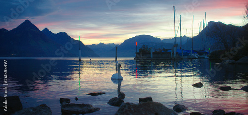 Early in the morning, the swans have the marina for themselves