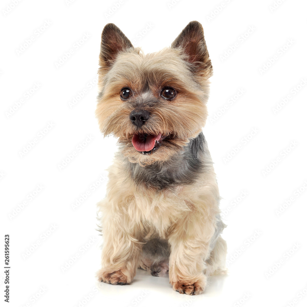 Studio shot of an adorable Yorkshire Terrier looking curiously at the camera Studio shot of an adorable Yorkshire Terrier looking curiously at the camera