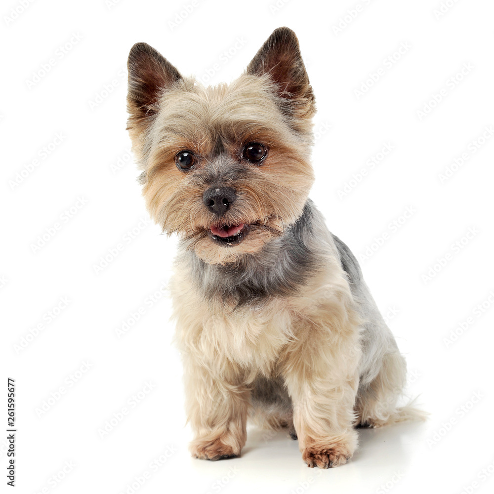 Studio shot of an adorable Yorkshire Terrier looking curiously  at the camera