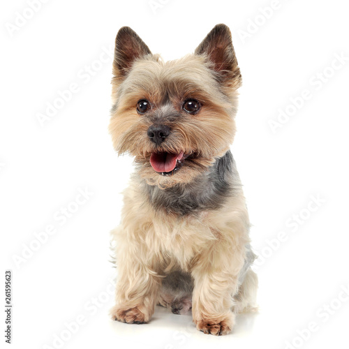 Studio shot of an adorable Yorkshire Terrier looking curiously at the camera