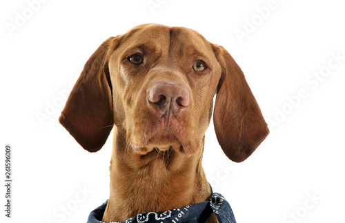 Portrait of an adorable magyar vizsla with blue kerchief looking curiously at the camera