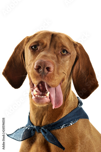 Portrait of an adorable magyar vizsla with blue kerchief and hanging tongue
