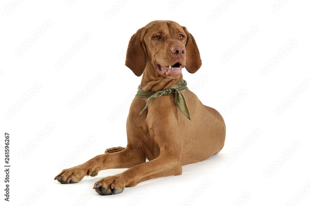 Studio shot of an adorable magyar vizsla with green kerchief looking curiously