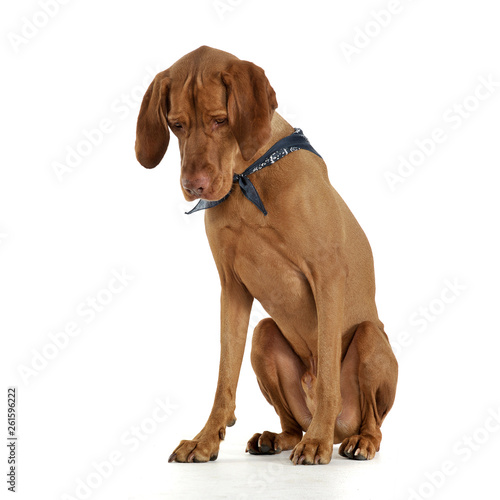 Studio shot of an adorable magyar vizsla with blue kerchief looking down sadly