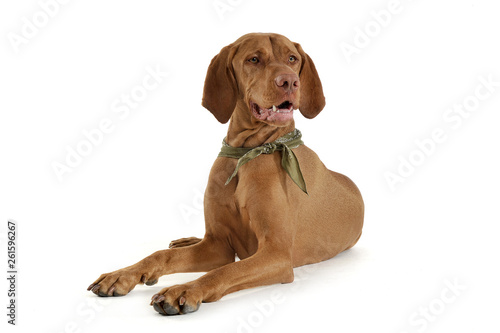 Studio shot of an adorable magyar vizsla with green kerchief looking curiously