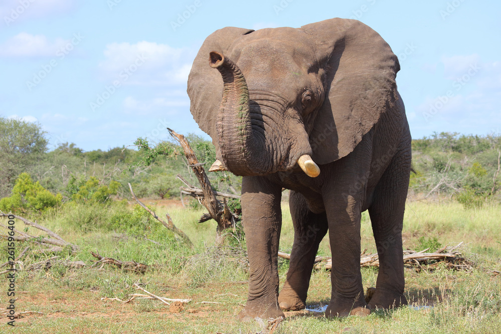 Obraz premium Afrikanischer Elefant / African elephant / Loxodonta africana