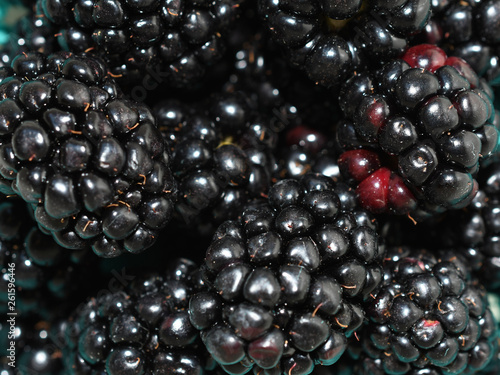 Fresh Blackberries horizontal
