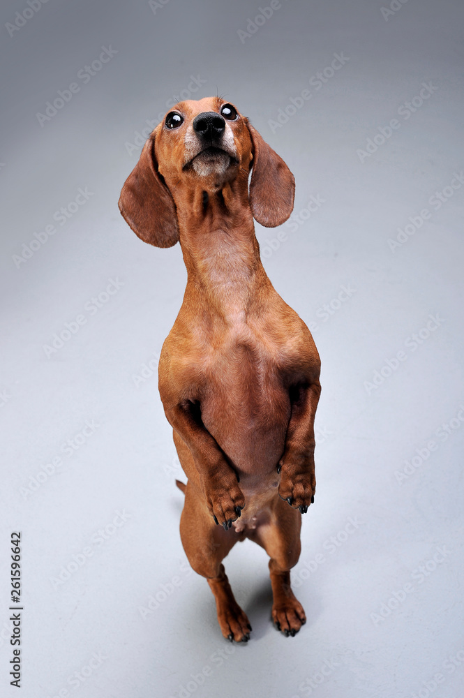 Studio shot of an adorable short-haired Dachshund standing on hind legs
