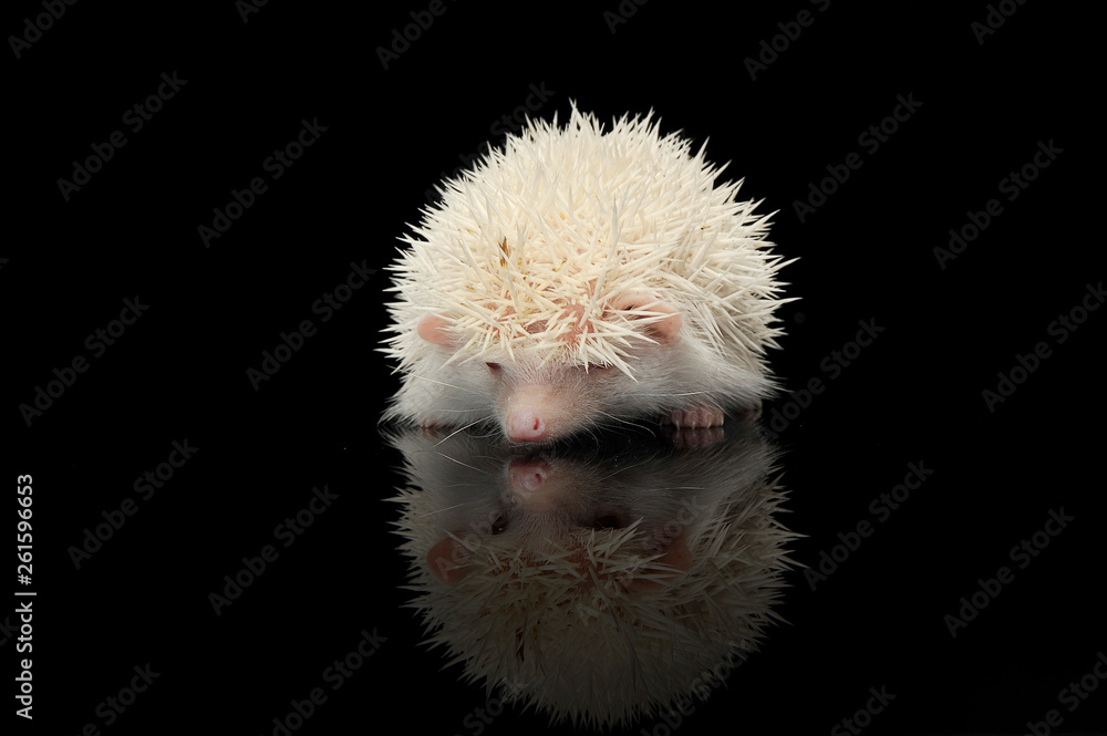 An adorable African white- bellied hedgehog standing on black background An adorable African white- bellied hedgehog standing on black background