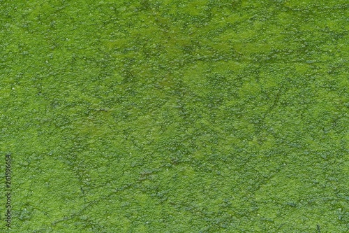 Canvas Print Standing water covered with green algae.