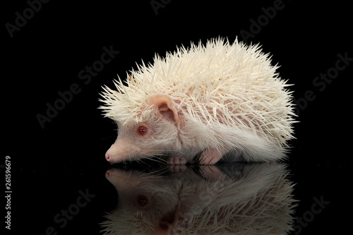 Fototapeta Naklejka Na Ścianę i Meble -  An adorable African white- bellied hedgehog standing on black background