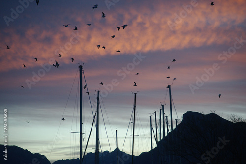 flock of seagulls over the marina