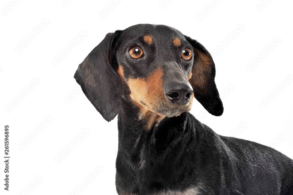 An adorable black and tan short haired Dachshund looking curiously