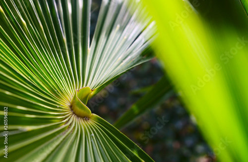 Chinese hemp palm leaves