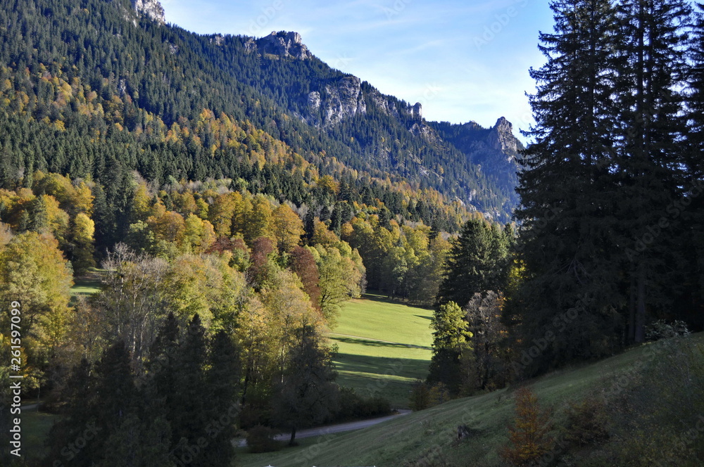 Forest landscape in Bavaria, Germany