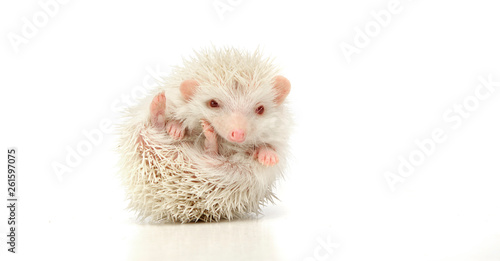 An adorable African white- bellied hedgehog looking at the camera