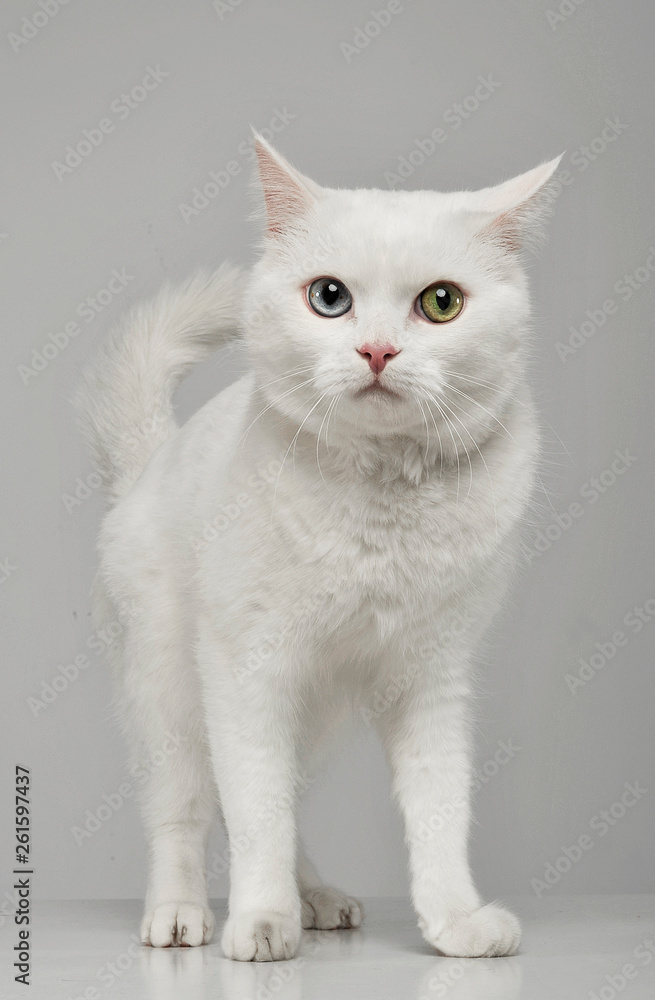Studio shot of an adorable domestic cat with different eye color Studio shot of an adorable domestic cat with different eye color