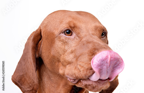 Portrait of an adorable magyar vizsla licking her lips