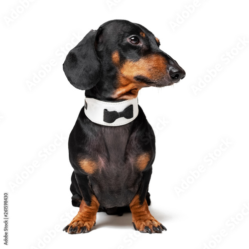 Portrait of cute dog, dachshund, black and tan, wearing  bow tie, isolated on white background. © Masarik