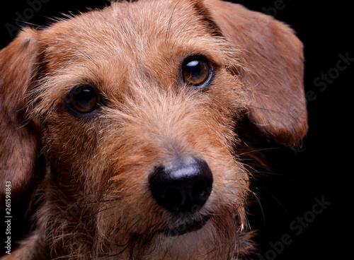 Portrait of an adorable wire haired dachshund mix dog looking curiously at the camera
