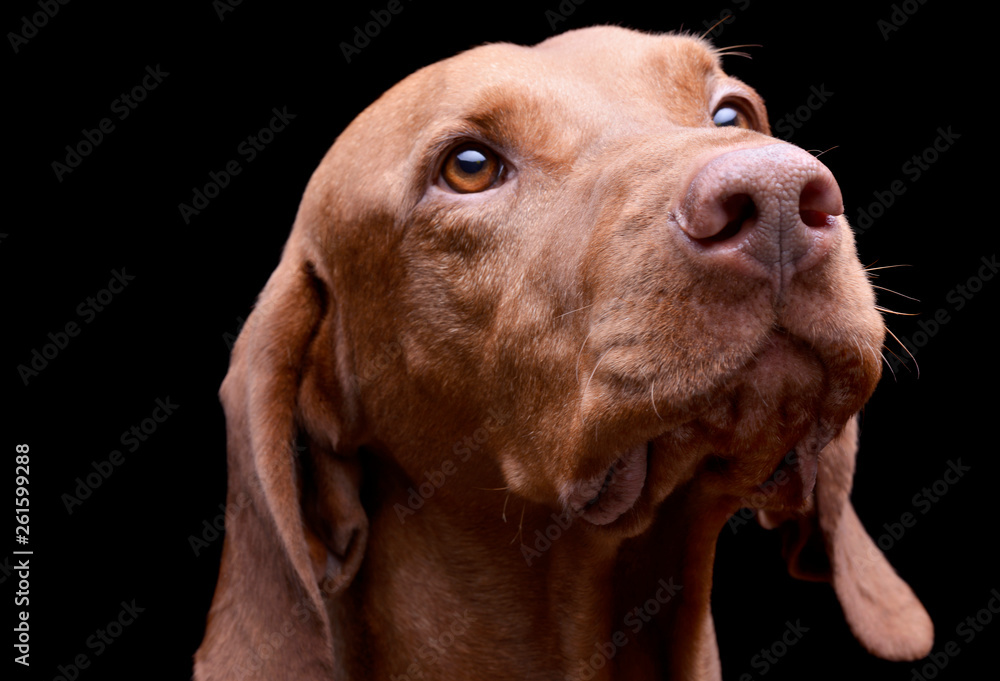 Portrait of an adorable magyar vizsla looking curiously Portrait of an adorable magyar vizsla looking curiously