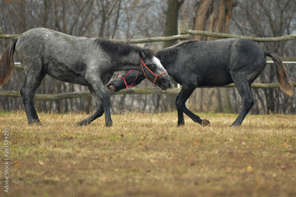 horse fight horse fight