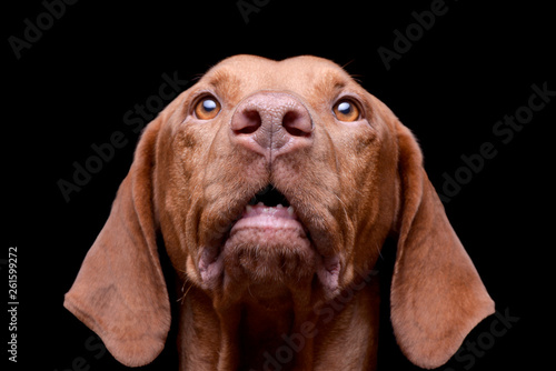 Wallpaper Mural Portrait of an adorable magyar vizsla looking up curiously Torontodigital.ca