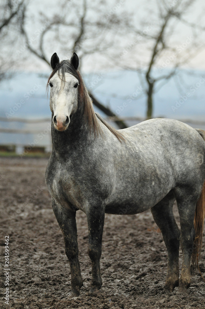 grey horse on the farm grey horse on the farm