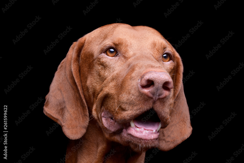 Portrait of an adorable magyar vizsla looking curiously