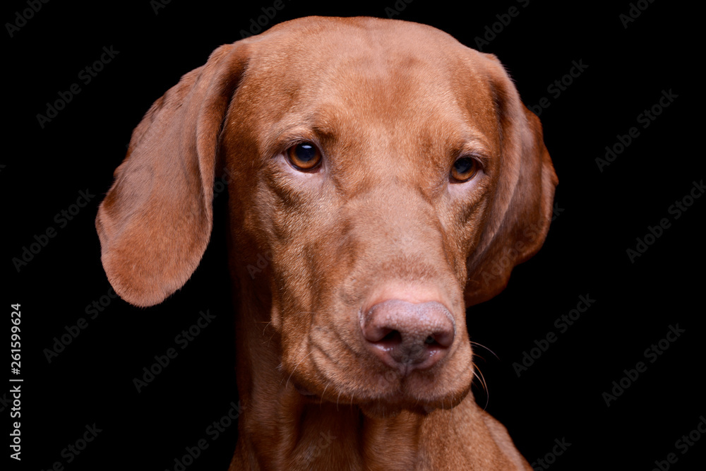 custom made wallpaper toronto digitalPortrait of an adorable magyar vizsla looking sad