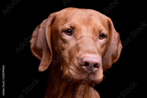 Portrait of an adorable magyar vizsla looking curiously