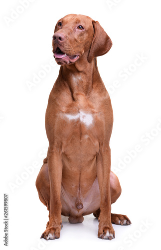 Studio shot of an adorable magyar vizsla looking curiously