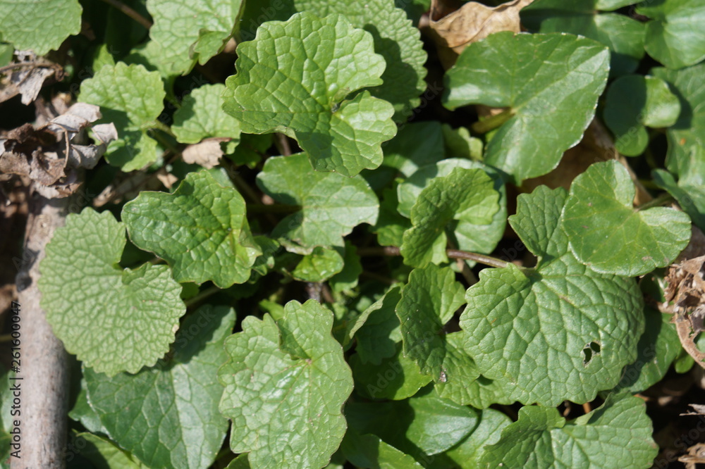 spring Vitis spring Vitis