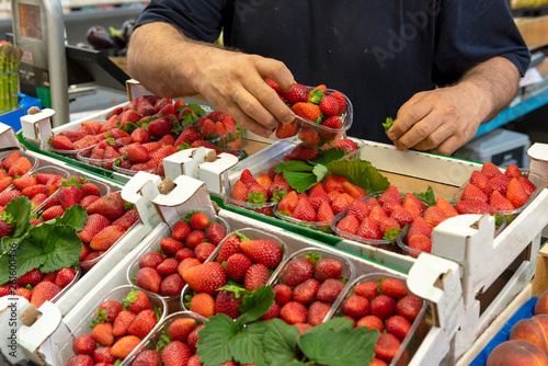 Delicious Italian strawberries on the counter of the food market. Farmer's hands with a box of strawberries.