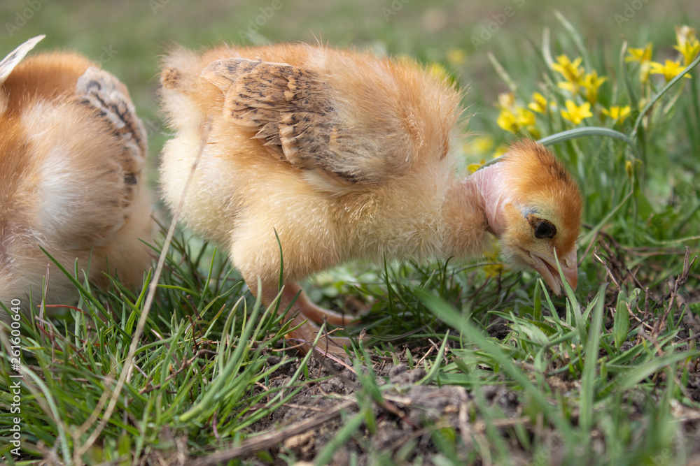 Little chicken, yellow chickens on the grass. Rearing small chickens. Poultry farming.