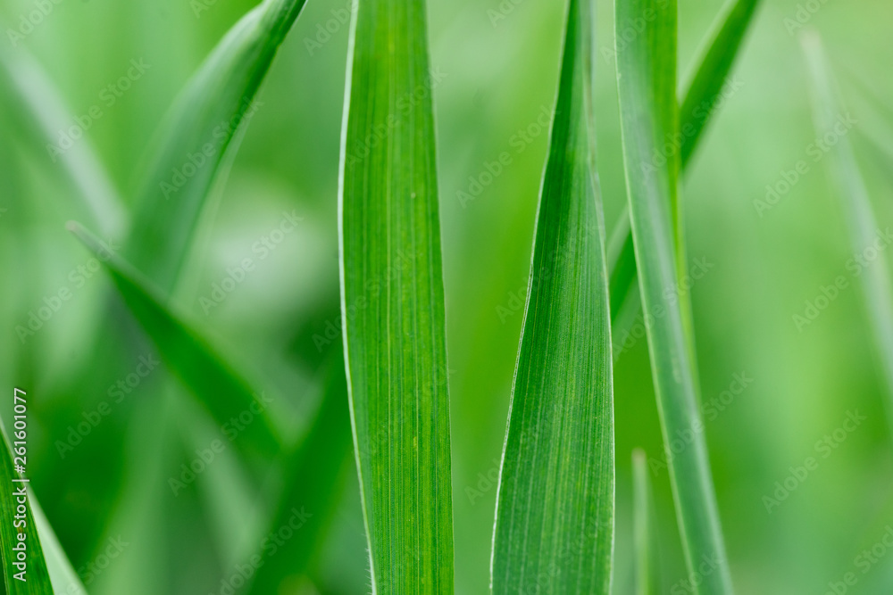 Frisches grünes Gras.