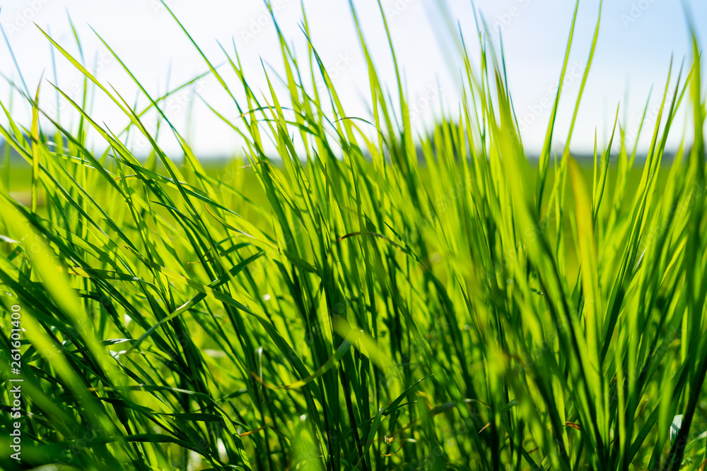 Obraz premium Nahaufnahme von einer Graslandschaft im Sommer