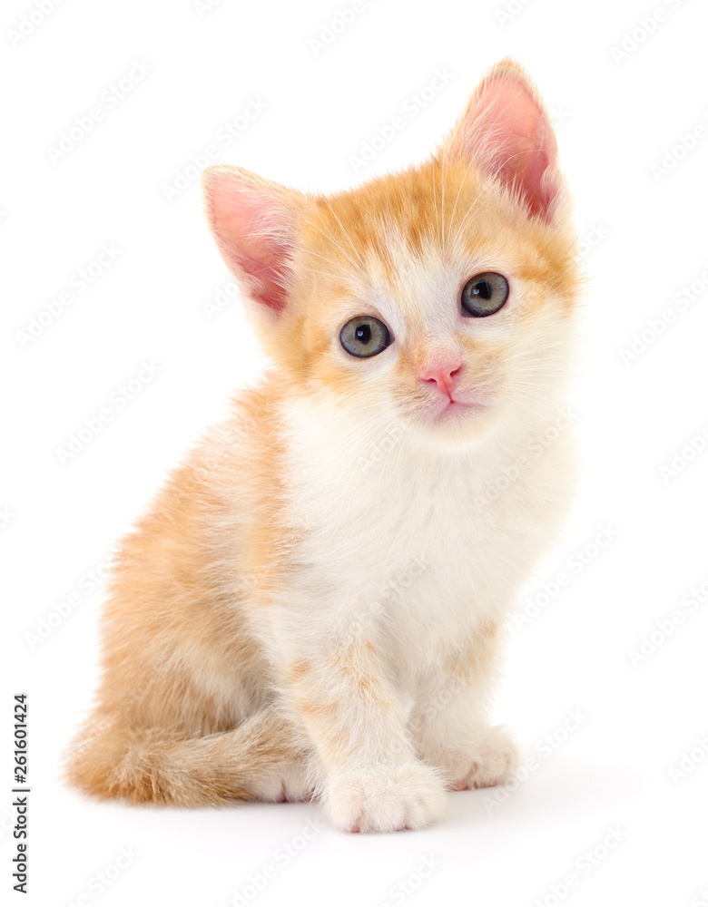 Fototapeta premium Small brown kitten.