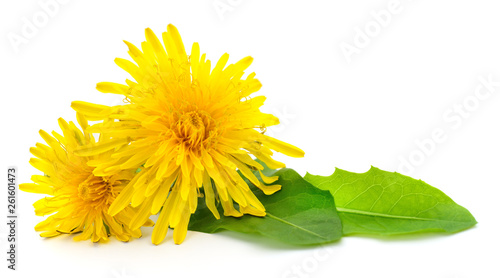 Two dandelions with leaves.